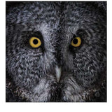 Great Grey Owl