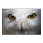 Snowy Owl Stare