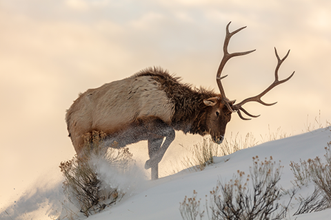 Bull elk searches for food beneath the snow