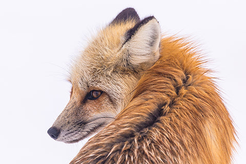 Fox Against Snow
