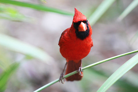 Red Cardinal in the Grasses