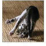 Cat Yoga IV