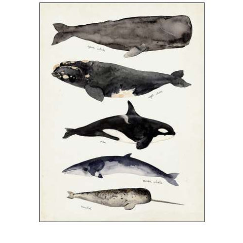 Whale Chart I