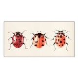 Ladybug Display I