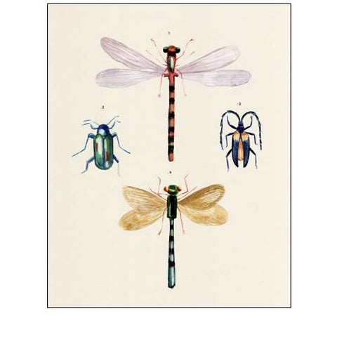 Insect Varieties I