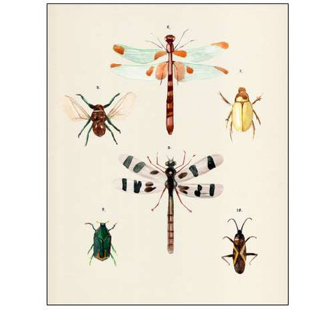 Insect Varieties II