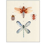 Insect Varieties IV