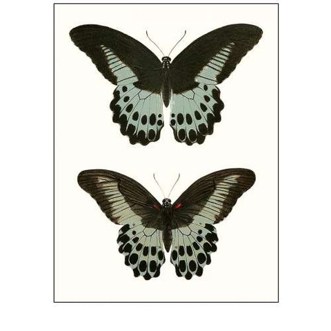 Antique Blue Butterflies II