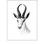 Gazelle Sketch I