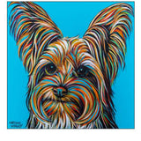 Yorkie on Blue