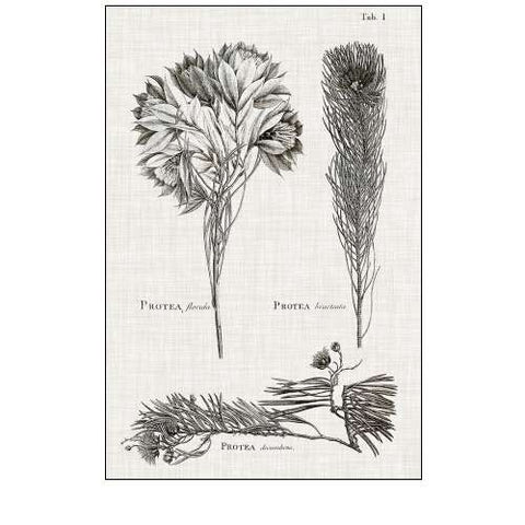 Black And White Protea on Linen I