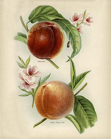 Vintage Nectarines Botanical Drawing