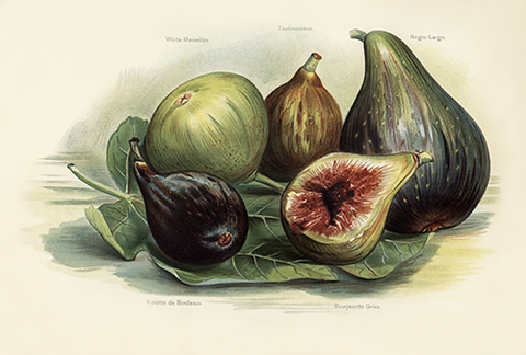 Vintage Figs Botanical Drawing