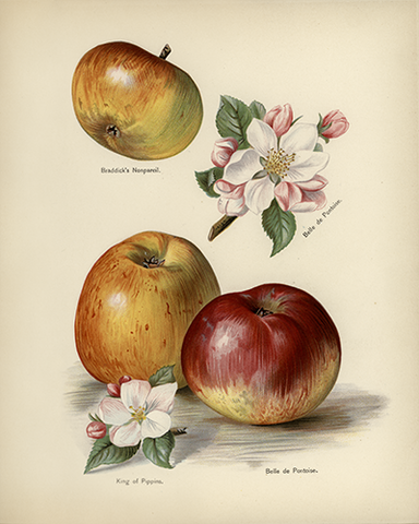 Vintage Apples Botanical Drawing