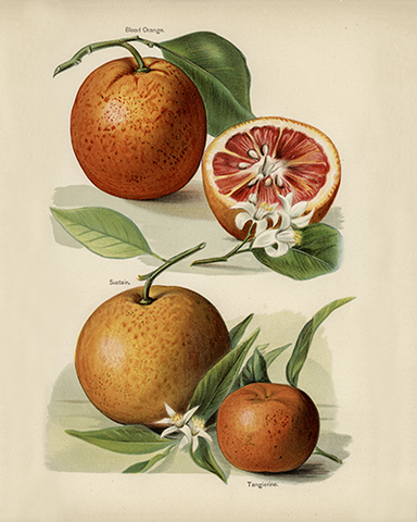 Vintage Citrus Botanical Drawing