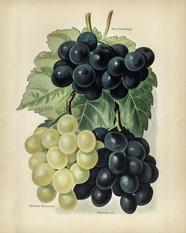 Vintage Grape Botanical Drawing
