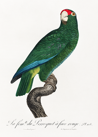 The Cuban Amazon Parrot