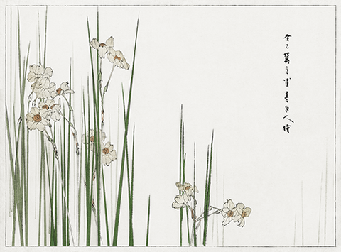 Jonquil illustration from Bijutsu Sekai by Watanabe Seitei