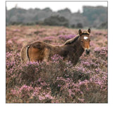 Wild Horse-New Forest