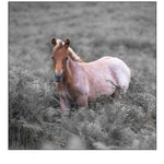 Wild Horses-New Forest