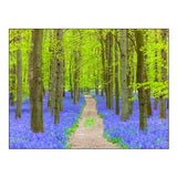 Bluebell Path