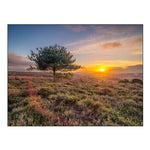 Lone Tree Sunset-New Forest