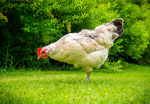 Chicken in a Pasture