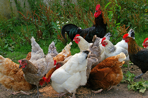 Group of Chickens in a Pasture