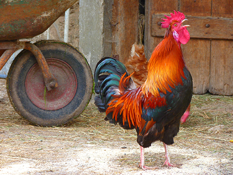 Rooster Crowing in the Barnyard