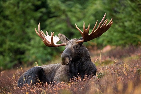 Moose Lying in a Meadow
