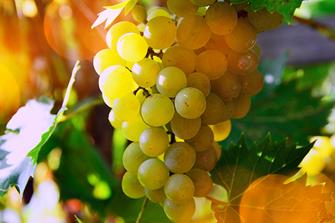 Close up of white wine grapes at a vineyard