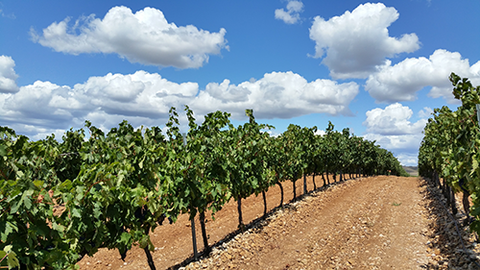 Vineyard Under a Sunny Sky with Fluffy Clouds