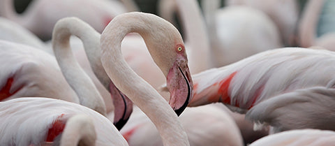 A Flamboyance of Light Pink Flamingos