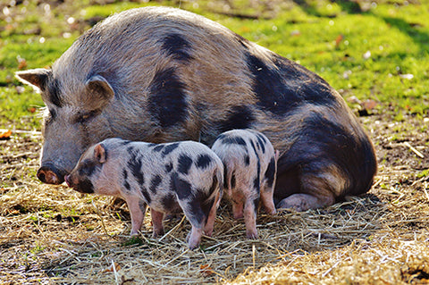 Spotted Pig Family