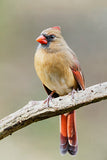Female Cardinal on a Branch