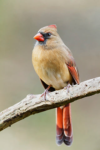 Female Cardinal on a Branch