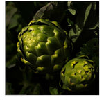 Green Artichokes