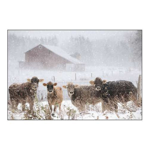 Cold Cows on the Farm