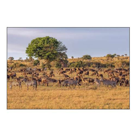 Africa-Tanzania-Serengeti National Park Zebras and wildebeests on plain