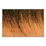 Canada-Manitoba-Riding Mountain National Park Close-Up of Reeds Reflecting in Lake Audy at Sunset