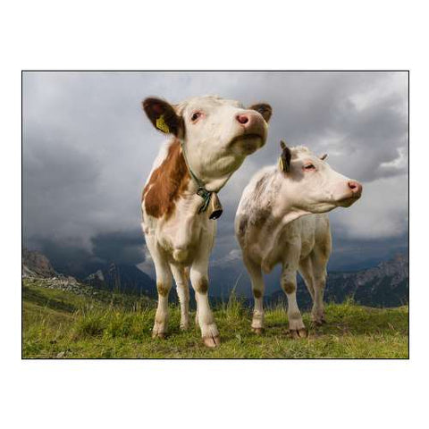 Cows on alpine pasture Dolomites at Passo Giau Italy