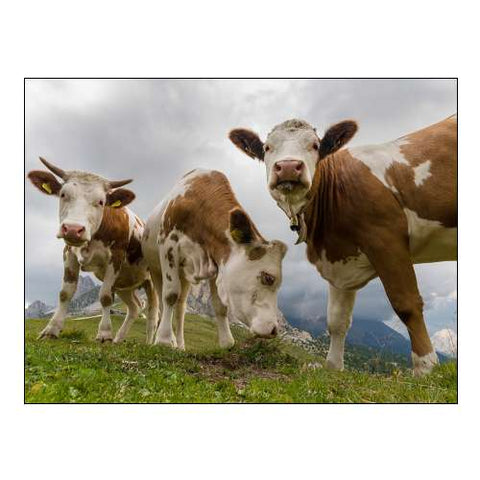 Cows on alpine pasture Dolomites at Passo Giau Italy