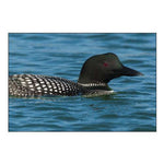 Common Loon