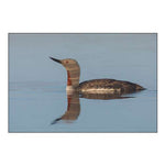 Red-throated Loon-misty morning