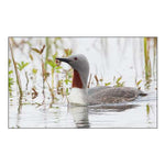 Red-throated Loon