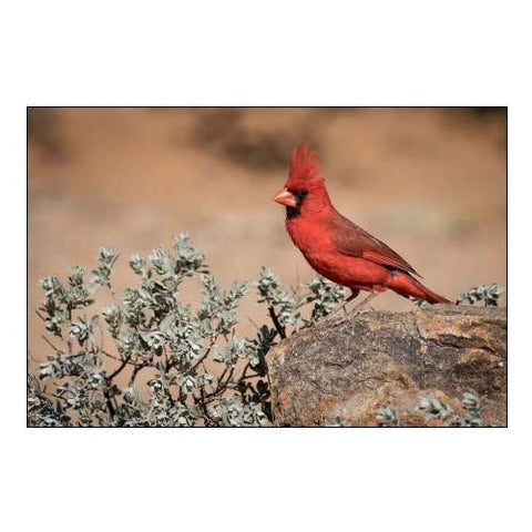 Arizona, Amado Male northern cardinal on rock