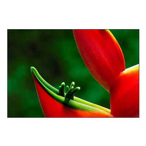 Hawaii, Hilo Heliconia flower close-up