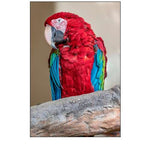 Scarlet Macaw