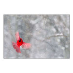 Indiana, Indianapolis Cardinal in flight