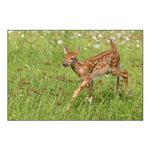 Minnesota White-Tailed Deer Fawn in Meadow